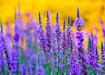 古风休闲造景游戏《重檐》现已开放Steam新品节Demo