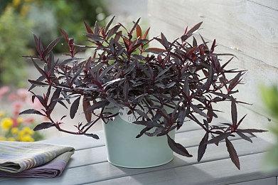 2D手绘独立冒险游戏《ITORAH》现已发售 支持简体中文